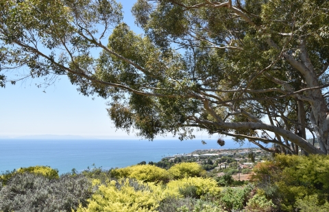 view of ocean through large tree