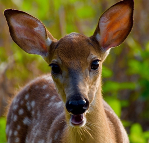 Close up of a white-tailed deer fawn's head. It is looking directly at the camera with ears perked up and mouth open.