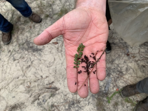 Person holding out their hand that is holding plant material