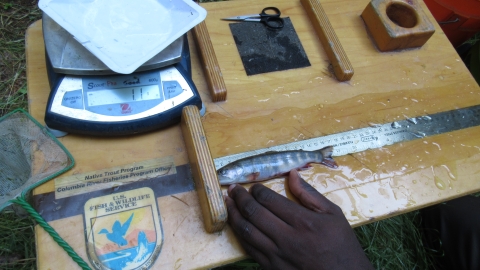 A Service fish biologist measures a brook trout captured during a stream survey