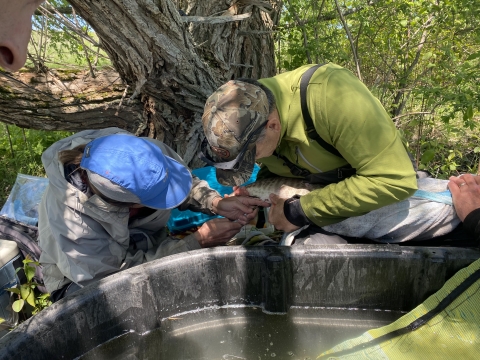 Researchers use syringes to catch milt. A bowl is held under the musky as eggs are released.  