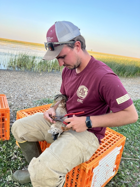 ACE intern holding mallard duck during bird banding process. 