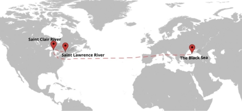 Map displaying round goby movement from the Black Sea to the United States. 