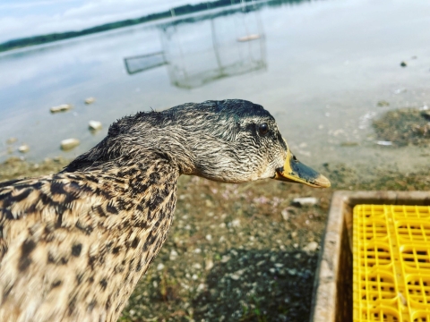 closeup of a female mallard 