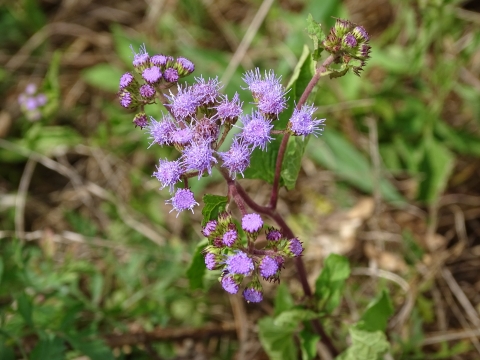 Bright purple spikey flowers on a woody stem