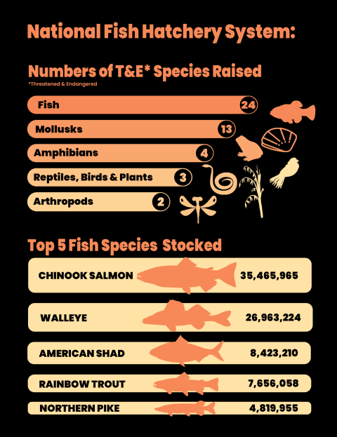 An infographic with a black background and shades of orange text throughout. The text on the page reads “National Fish Hatchery System. Numbers of Threatened and Endangered Species Raised.