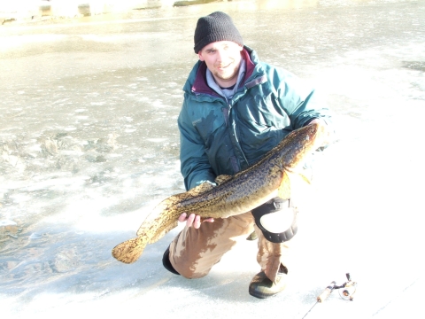 adult burbot held by biologist