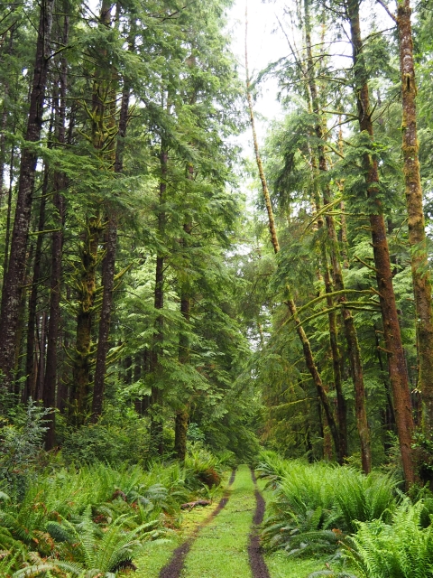 Trail going through a dense forest habitat.