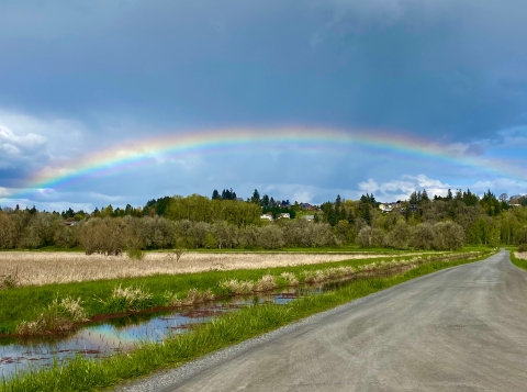 Wetlands next to road. Tree line in background. Rainbow above.