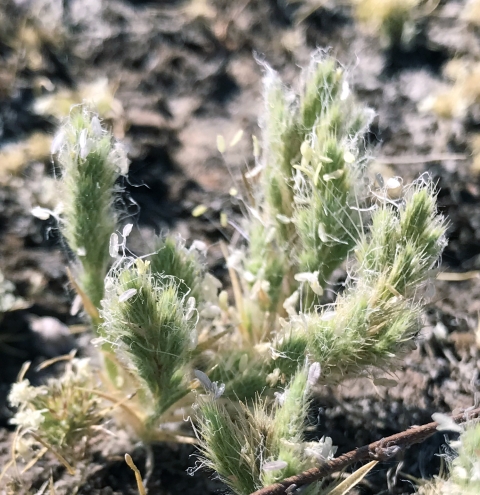 seed heads of sacramento orcutt grass 