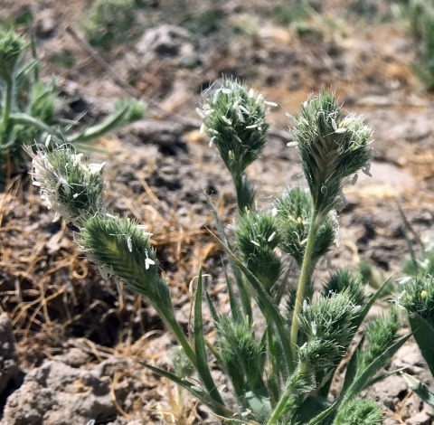 grass seed heads growing out of dry cracked dirt