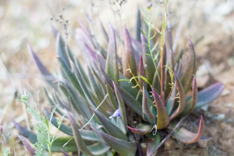 a green blue succulent with reddish rips