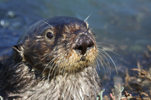 A territorial male sea otter in Moss Landing uses his paws to forage for shore crabs in the pickleweed, leaving his eyes free to monitor his surroundings. 