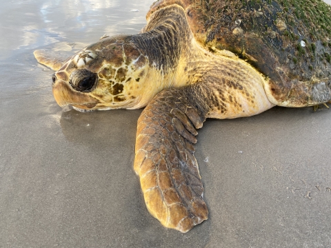 A stranded loggerhead sea turtle on a Texas beach