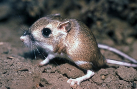 a kangaroo rat on dirt