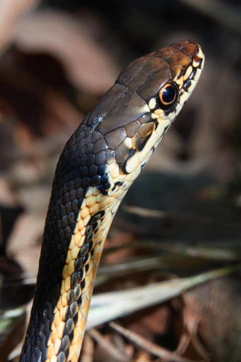 close up of a brown and yellow head of a Alameda whipsnake