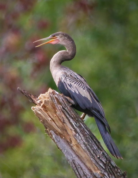 Black, gray & white long-necked bird, wings spread, standing on tree branch