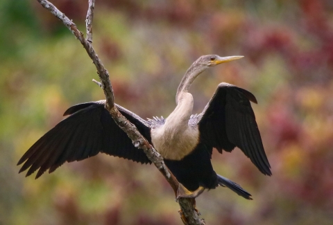 Black, gray & white long-necked bird, wings spread, standing on tree branch