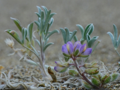 a purple and yellow lupine flower with silvery green leaves