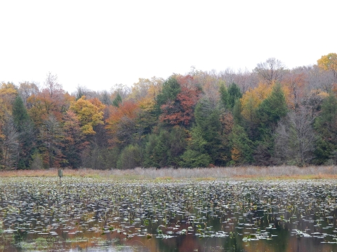 A pond with a view of yellow, reds, greens, and orange trees in the distance