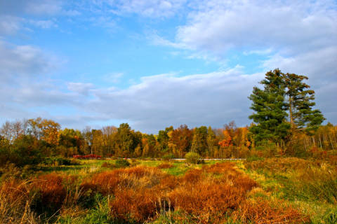 a fall scene of a field and forest