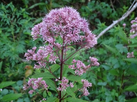 Small branches of small, pink flowers on one stalk