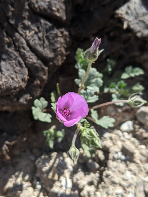 a small plant with a single pink cup flower grows out of rocks