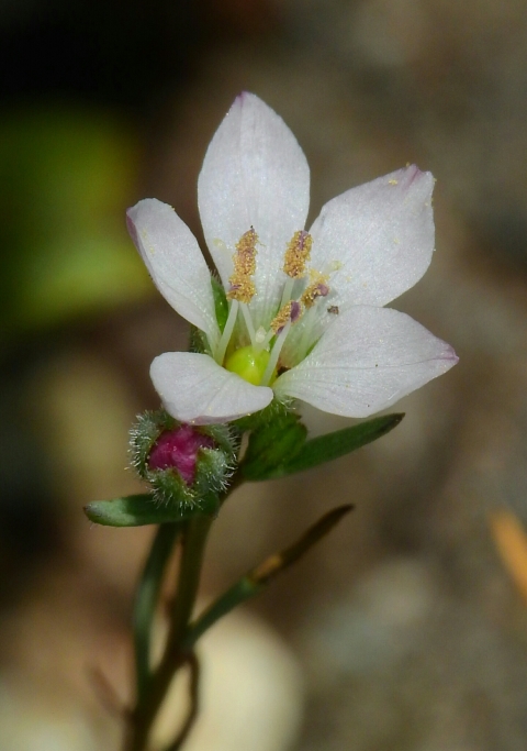 close up of a white five petaled flower