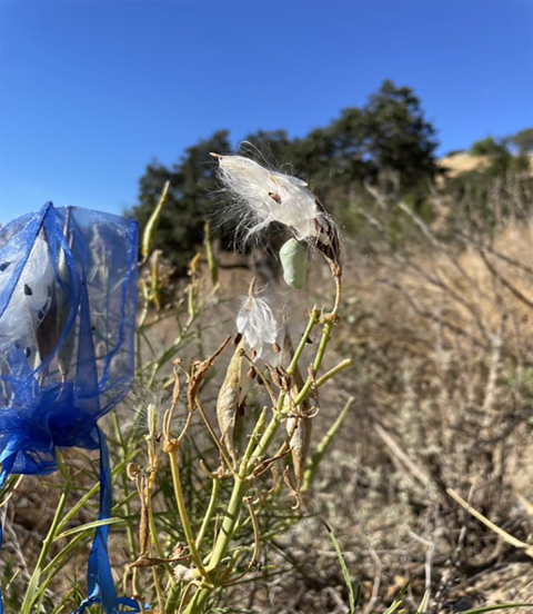 A blue net enclosing seeds from a brown plant 