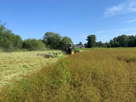 A tractor tows a mower to cut grass down beside a field of a different kind of plant, with a barn and trees in the background.