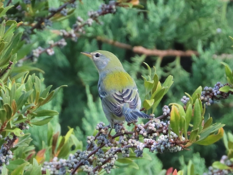 Small warbler, gray, white, yellow & black sitting on a branch