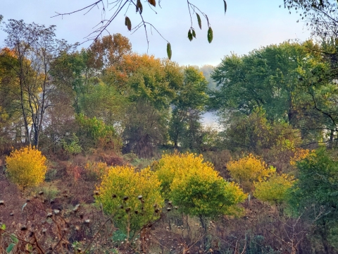 a golden view of a floodplain and vegetation 