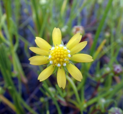a yellow ray flower with ten petals surrounding a yellow center with several white disc flowers around the perimeter of the yellow center disc