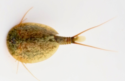 A close up picture of a vernal pool tadpole shrimp from the top down.