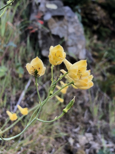 yellow tube flowers