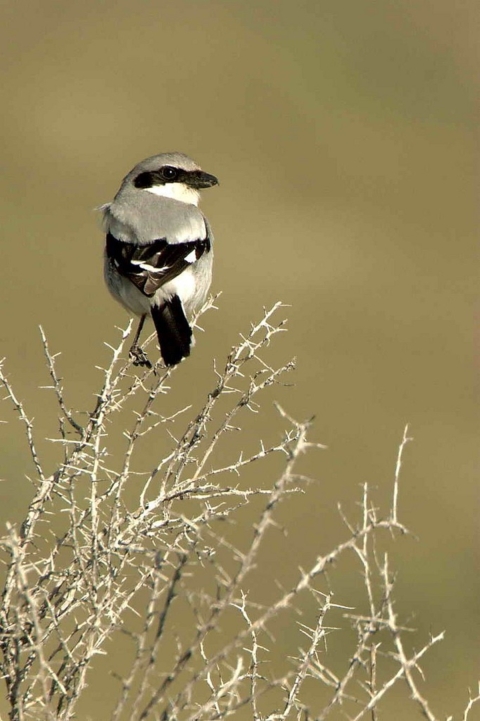 Loggerhead shrike on top of bush