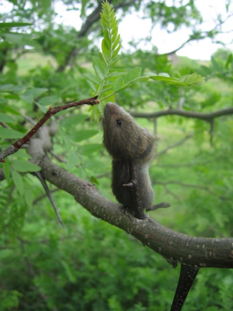 Meadow vole impaled on stick