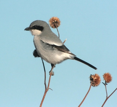 Loggerhead shrike 