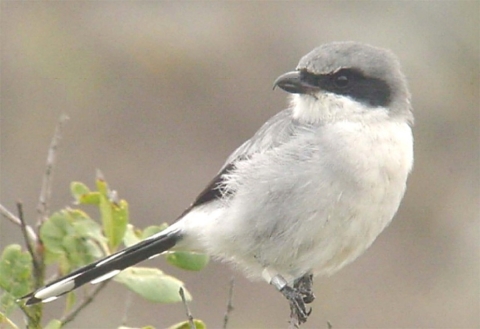 San Clemente loggerhead shrike