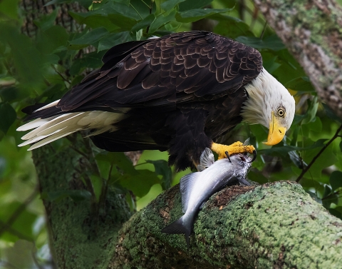 Bald Eagle on large tree limb beginning to tear open a fresh catch of fish to eat.