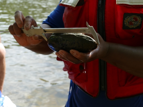 Biologist measuring mussel