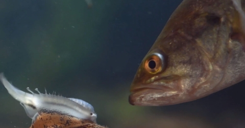 Lampsilis ovata infesting a host fish 