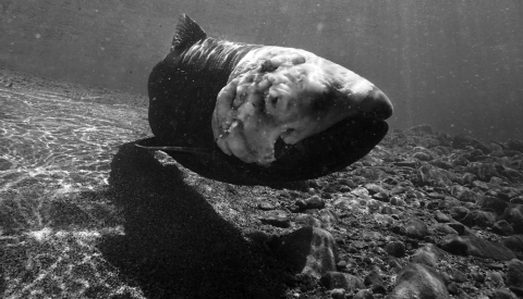 a salmon suspended in clear water with a moldy head