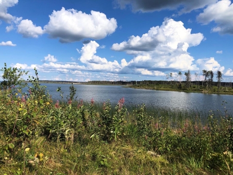 a river surrounded by vegetation