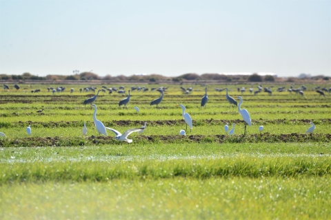 A variety of different bird species