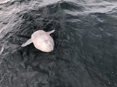 white round fish at the surface