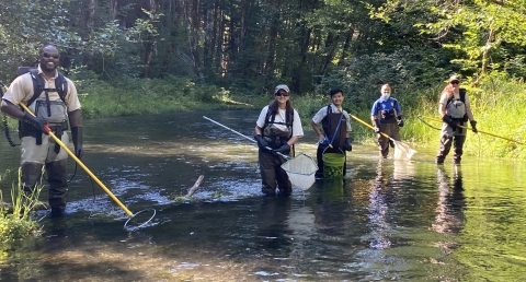 biologists electro-shocking brook trout