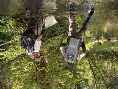 backpack electro-shocking and netting bull trout