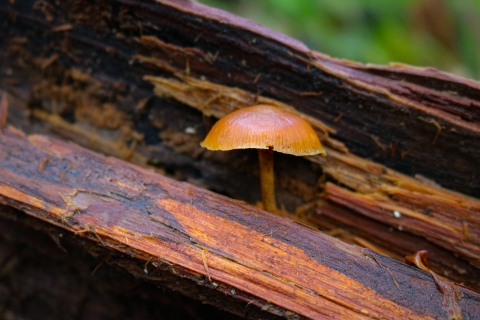 These are my 18,000 emotional support mushrooms 🍄