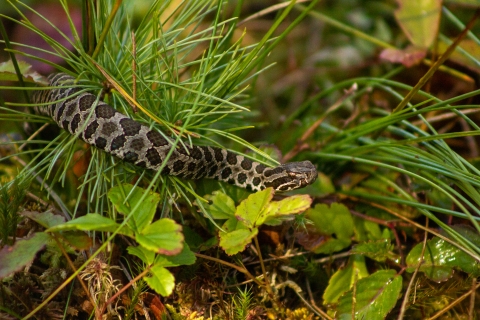 An Eastern Massasauga Rattlesnake